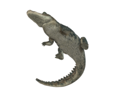 Alligator isoliert auf ein transparent Hintergrund png