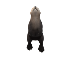 Sea Otter isolated on a Transparent Background png