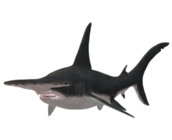 Hammer Head Shark isolated on a Transparent Background png