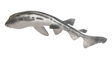 pigiama squalo isolato su un' trasparente sfondo png
