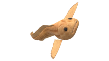 Mariana Snailfish isolated on a Transparent Background png