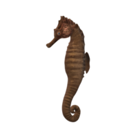 Sea Horse isolated on a Transparent background png