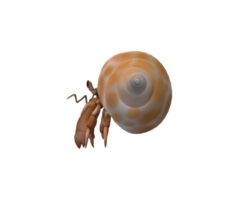 Hermit Crab isolated on a Transparent Background png