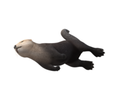 Sea Otter isolated on a Transparent Background png