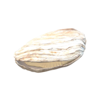 Oyster isolated on a Transparent Background png