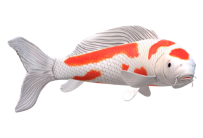 koi Carp Fish isolated on a Transparent Background png