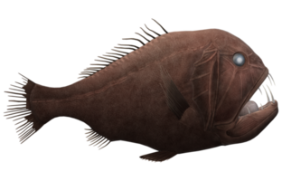 fangtooth peixe isolado em uma transparente fundo png