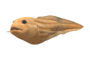 Mariana Snailfish isolated on a Transparent Background png