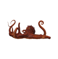 pulpo aislado en un transparente antecedentes png