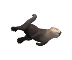 Sea Otter isolated on a Transparent Background png