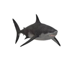 megalodon tiburón aislado en un transparente antecedentes png