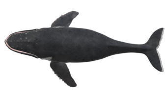 gebochelde walvis geïsoleerd Aan een transparant achtergrond png