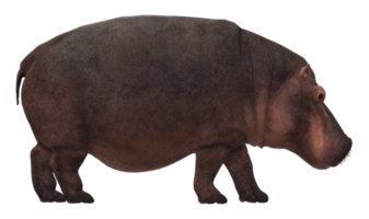 Nilpferd isoliert auf ein transparent Hintergrund png