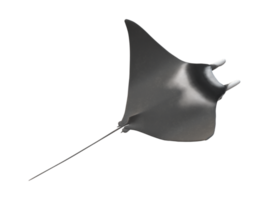 Mobula rayos pescado aislado en un transparente antecedentes png
