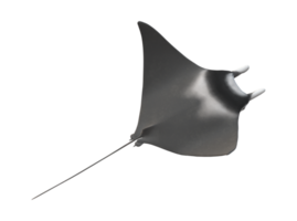 mobula Strahlen Fisch isoliert auf ein transparent Hintergrund png