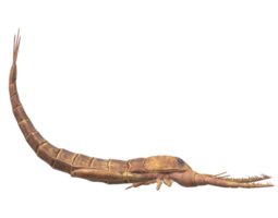 jaekelopterus aislado en un transparente antecedentes png