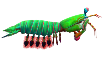 Mantis Shrimp Isolated on a Transparent Background png