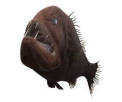 fangtooth peixe isolado em uma transparente fundo png