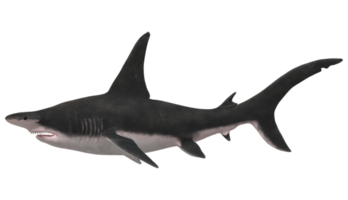 marteau tête requin isolé sur une transparent Contexte png