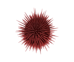 Urchin isolated on a Transparent Background png