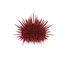 Urchin isolated on a Transparent Background png