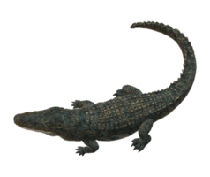 alligatore isolato su un' trasparente sfondo png