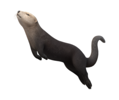 Sea Otter isolated on a Transparent Background png