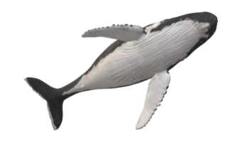 Humpback Whale isolated on a Transparent Background png