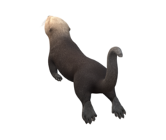 zee Otter geïsoleerd Aan een transparant achtergrond png