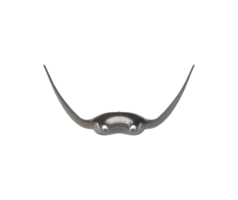 mobula Strahlen Fisch isoliert auf ein transparent Hintergrund png