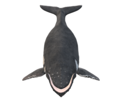 gebochelde walvis geïsoleerd Aan een transparant achtergrond png