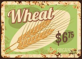 Wheat metal rusty plate, cereals and grain food vector