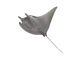 mobula des rayons poisson isolé sur une transparent Contexte png