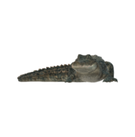 alligator isolé sur une transparent Contexte png