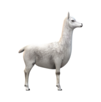 Alpaca isolated on a Transparent Background png