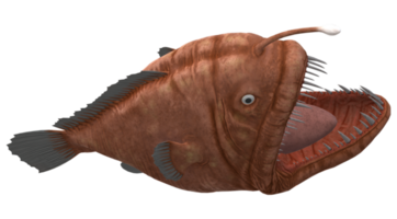 Angler Fish isolated on a Transparent Background png