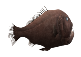 Fangzahn Fisch isoliert auf ein transparent Hintergrund png