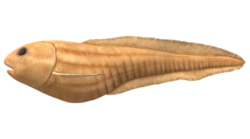 Mariana Snailfish isolated on a Transparent Background png