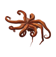 Octopus geïsoleerd Aan een transparant achtergrond png