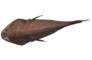 Fangtooth Fish isolated on a Transparent Background png