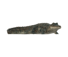 alligator isolé sur une transparent Contexte png