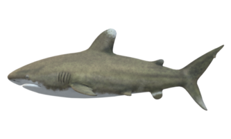 Shark isolated on a Transparent Background png