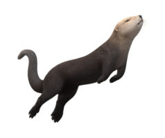 Sea Otter isolated on a Transparent Background png