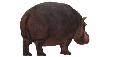 Hippo isolated on a Transparent Background png