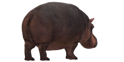 hippopotame isolé sur une transparent Contexte png