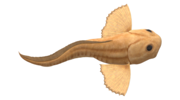 Mariana Snailfish isolated on a Transparent Background png