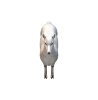 alpaca aislado en un transparente antecedentes png