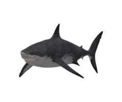 megalodon tiburón aislado en un transparente antecedentes png