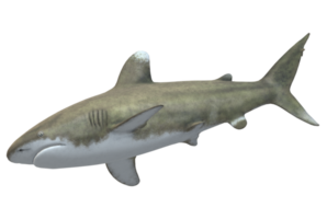 requin isolé sur une transparent Contexte png