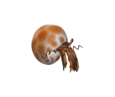 Hermit Crab isolated on a Transparent Background png